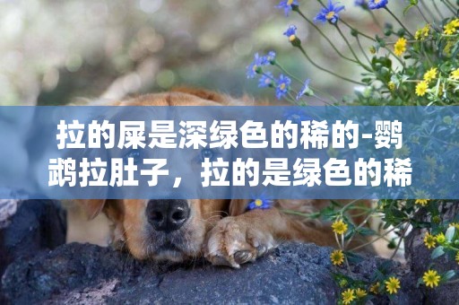 拉的屎是深綠色的稀的-鸚鵡拉肚子，拉的是綠色的稀屎