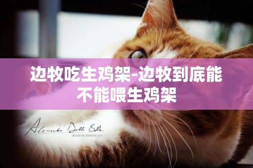 邊牧吃生雞架-邊牧到底能不能喂生雞架