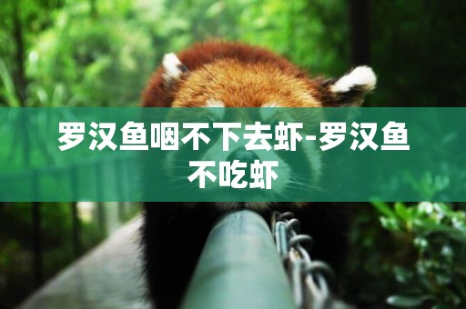 羅漢魚咽不下去蝦-羅漢魚不吃蝦