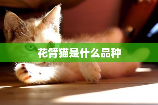 花臂貓是什么品種