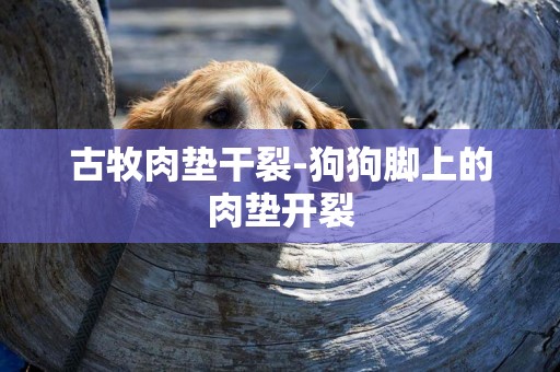 古牧肉墊干裂-狗狗腳上的肉墊開裂