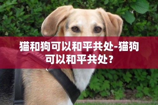 貓和狗可以和平共處-貓狗可以和平共處？
