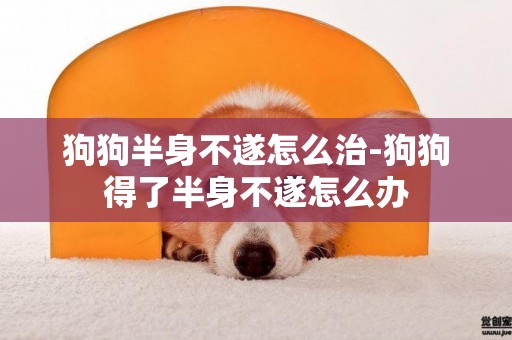 狗狗半身不遂怎么治-狗狗得了半身不遂怎么辦