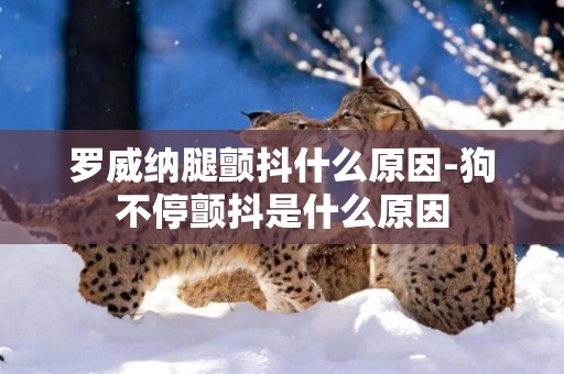 羅威納腿顫抖什么原因-狗不停顫抖是什么原因