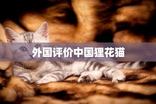外國評價中國貍花貓
