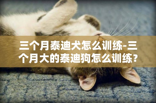 三個月泰迪犬怎么訓練-三個月大的泰迪狗怎么訓練？