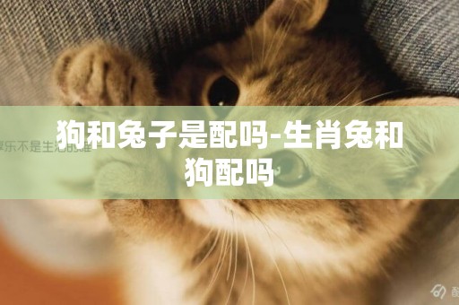 狗和兔子是配嗎-生肖兔和狗配嗎