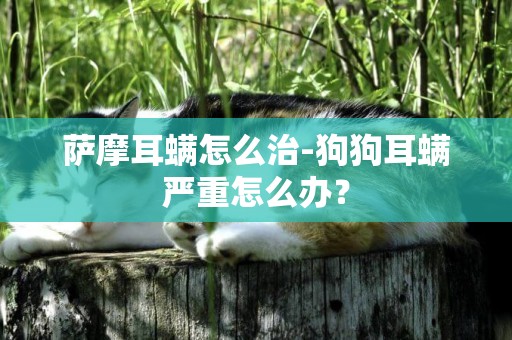 薩摩耳螨怎么治-狗狗耳螨嚴重怎么辦？