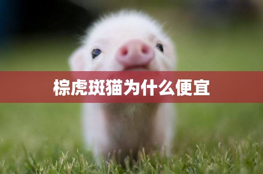 棕虎斑貓為什么便宜