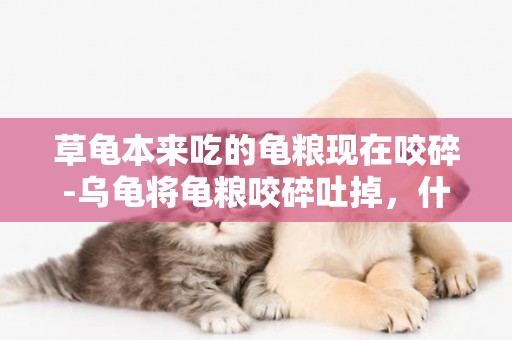 草龜本來吃的龜糧現在咬碎-烏龜將龜糧咬碎吐掉，什么原因