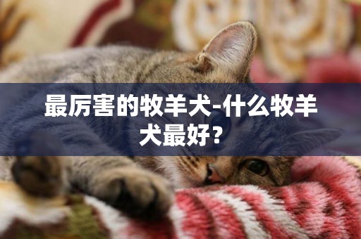 最厲害的牧羊犬-什么牧羊犬最好？