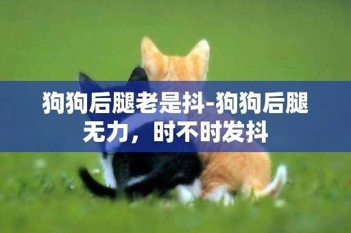 狗狗后腿老是抖-狗狗后腿無力，時不時發抖