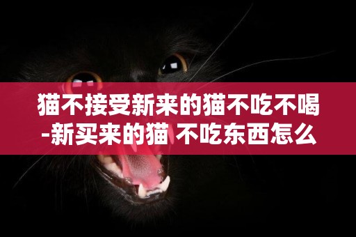 貓不接受新來的貓不吃不喝-新買來的貓 不吃東西怎么辦啊