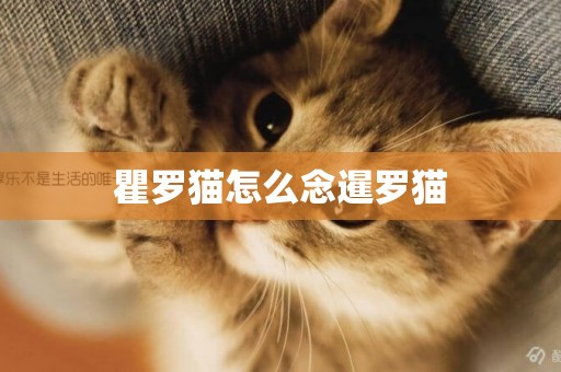 瞿羅貓怎么念暹羅貓