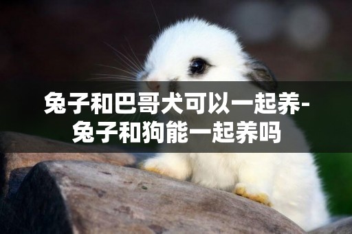 兔子和巴哥犬可以一起養-兔子和狗能一起養嗎