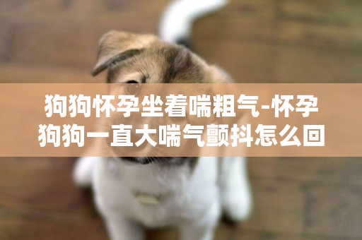 狗狗懷孕坐著喘粗氣-懷孕狗狗一直大喘氣顫抖怎么回事