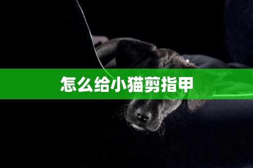 怎么給小貓剪指甲