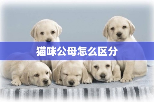 貓咪公母怎么區分