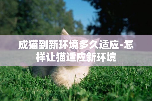 成貓到新環境多久適應-怎樣讓貓適應新環境