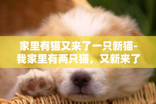 家里有貓又來了一只新貓-我家里有兩只貓，又新來了一只