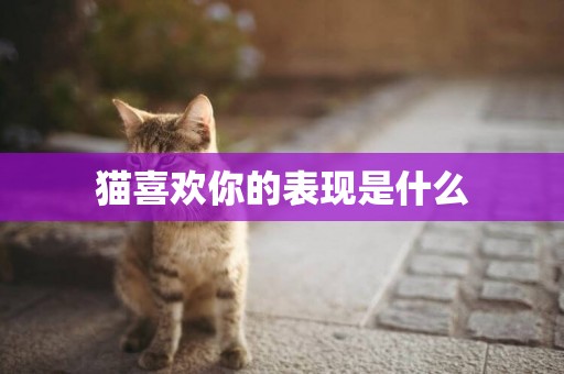 貓喜歡你的表現是什么