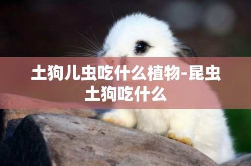 土狗兒蟲吃什么植物-昆蟲土狗吃什么
