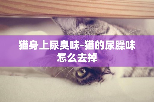 貓身上尿臭味-貓的尿臊味怎么去掉