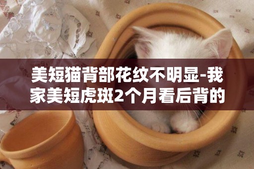 美短貓背部花紋不明顯-我家美短虎斑2個月看后背的川子一點不明顯是什么回事