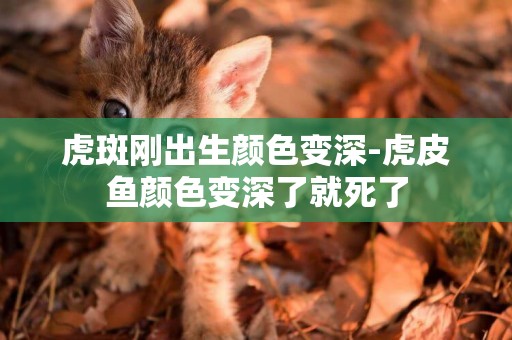 虎斑剛出生顏色變深-虎皮魚顏色變深了就死了