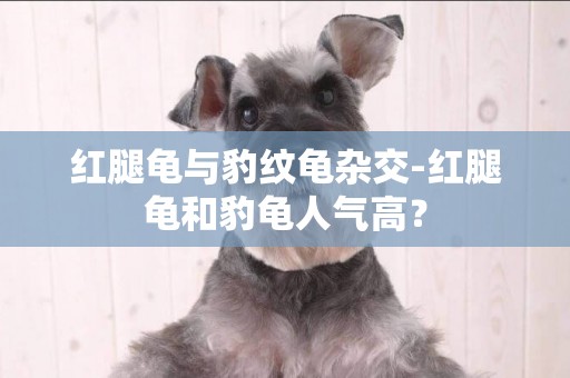 紅腿龜與豹紋龜雜交-紅腿龜和豹龜人氣高？