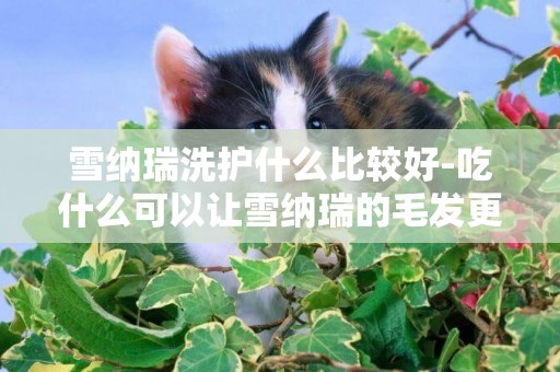 雪納瑞洗護什么比較好-吃什么可以讓雪納瑞的毛發更有光澤