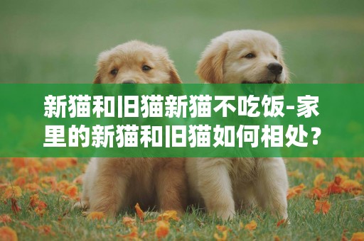 新貓和舊貓新貓不吃飯-家里的新貓和舊貓如何相處？我家的情況比較特殊。