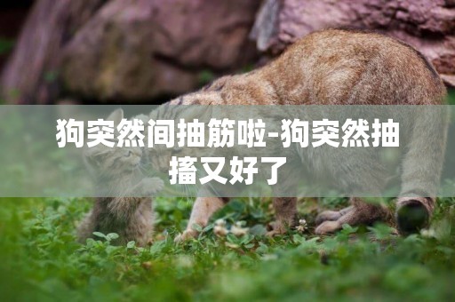 狗突然間抽筋啦-狗突然抽搐又好了