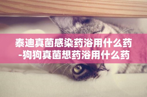 泰迪真菌感染藥浴用什么藥-狗狗真菌想藥浴用什么藥好