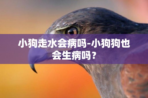 小狗走水會病嗎-小狗狗也會生病嗎？