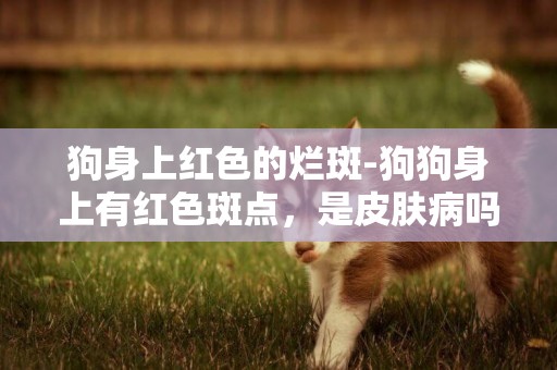 狗身上紅色的爛斑-狗狗身上有紅色斑點，是皮膚病嗎