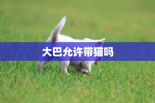大巴允許帶貓嗎