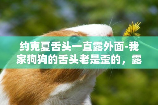 約克夏舌頭一直露外面-我家狗狗的舌頭老是歪的，露在外面怎么辦