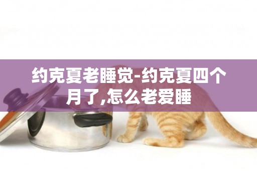 約克夏老睡覺-約克夏四個月了,怎么老愛睡