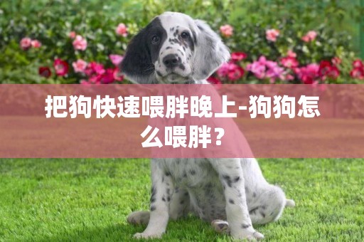 把狗快速喂胖晚上-狗狗怎么喂胖？
