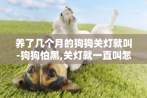 養了幾個月的狗狗關燈就叫-狗狗怕黑,關燈就一直叫怎么辦?