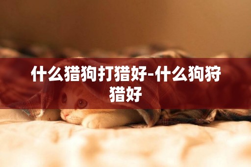 什么獵狗打獵好-什么狗狩獵好