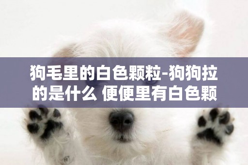 狗毛里的白色顆粒-狗狗拉的是什么 便便里有白色顆粒