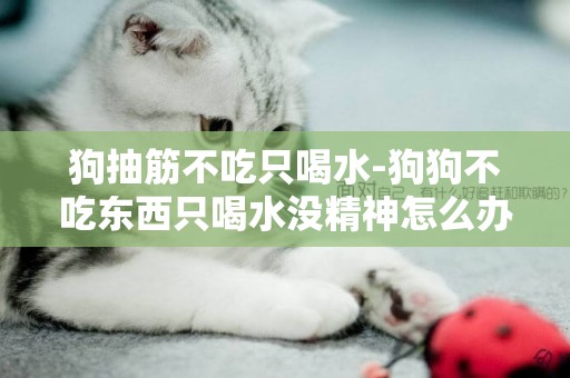狗抽筋不吃只喝水-狗狗不吃東西只喝水沒精神怎么辦