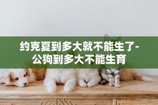約克夏到多大就不能生了-公狗到多大不能生育