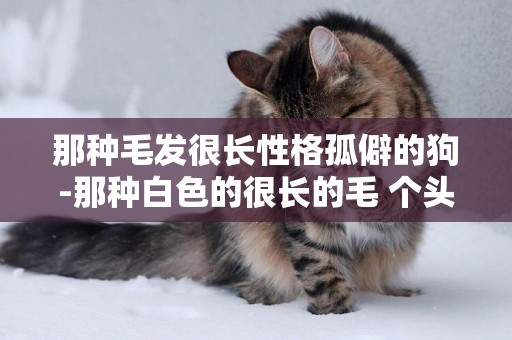 那種毛發很長性格孤僻的狗-那種白色的很長的毛 個頭很大的狗狗誰知道叫什么名字嗎？給個圖片