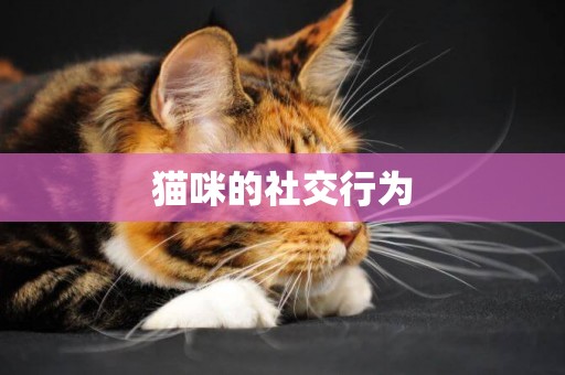 貓咪的社交行為