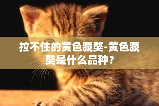 拉不住的黃色藏獒-黃色藏獒是什么品種？