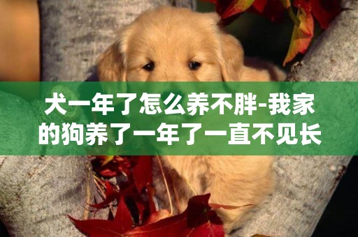 犬一年了怎么養不胖-我家的狗養了一年了一直不見長肉太瘦了，驅蟲育苗營養都做了這是怎么回事