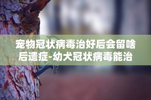 寵物冠狀病毒治好后會留啥后遺癥-幼犬冠狀病毒能治好嗎